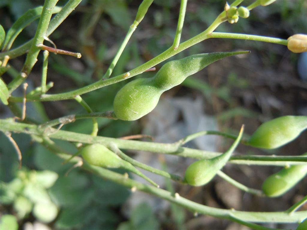 Raphanus raphanistrum subsp. raphanistrum/ Ravanello selvatico